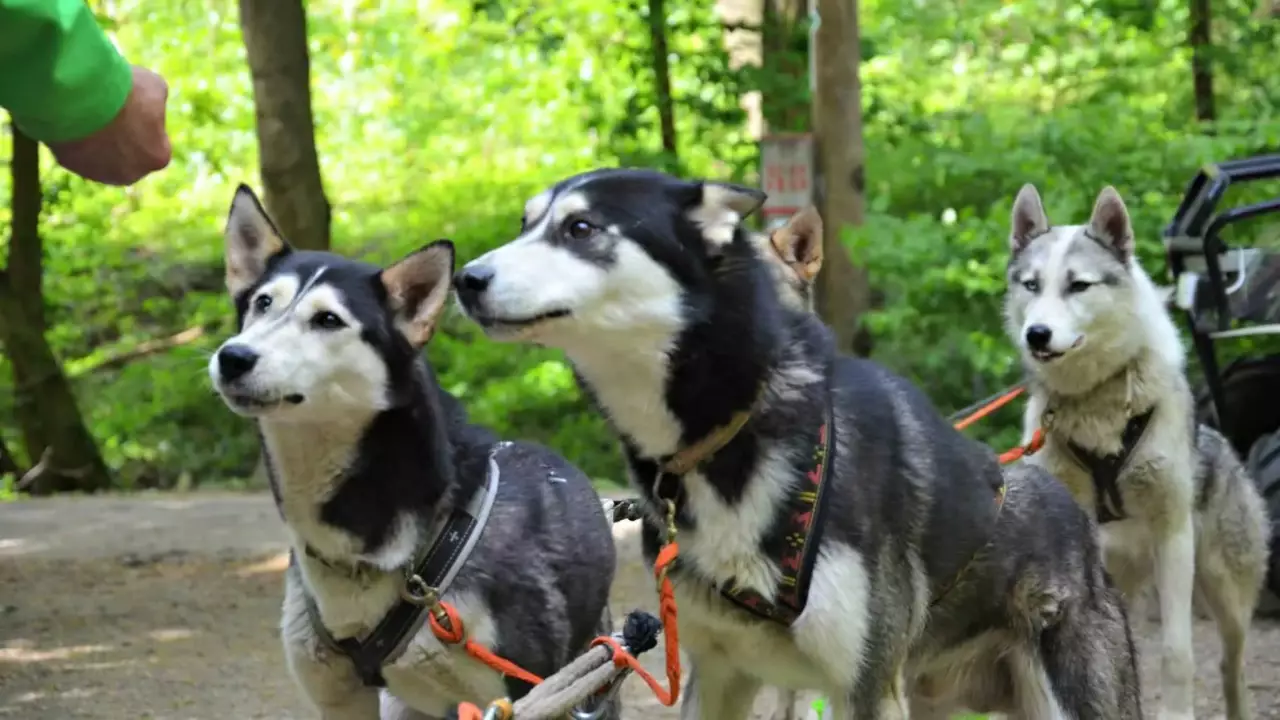 Husky kutyafogat túra - Gyerekeknek (6 év alatt) fő kép