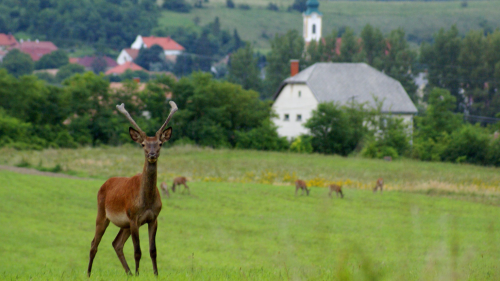 Kettesben pihenés Bakony szívében a JákóHázban hétvégén / 2 éjszaka 12