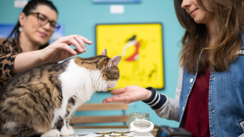 Családi élmény a Cat Museumban ajándék szuvenírrel! 2