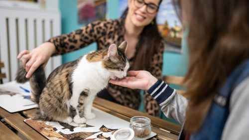 Elvonulás, kikapcsolódás, feltöltődés a Cat Museumban 5