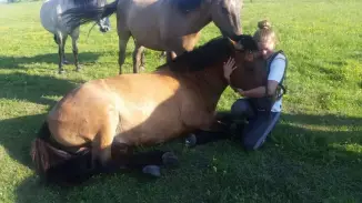 Legyen egy lovad egy napra SUTTOGÓ ERŐ Hollókőn