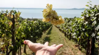 Szőlőtől a borig – Kalandozás a tőkék között a Folly Arborétumban