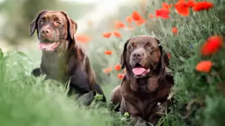 Párkapcsolati élményprogram terápiás Labradorokkal